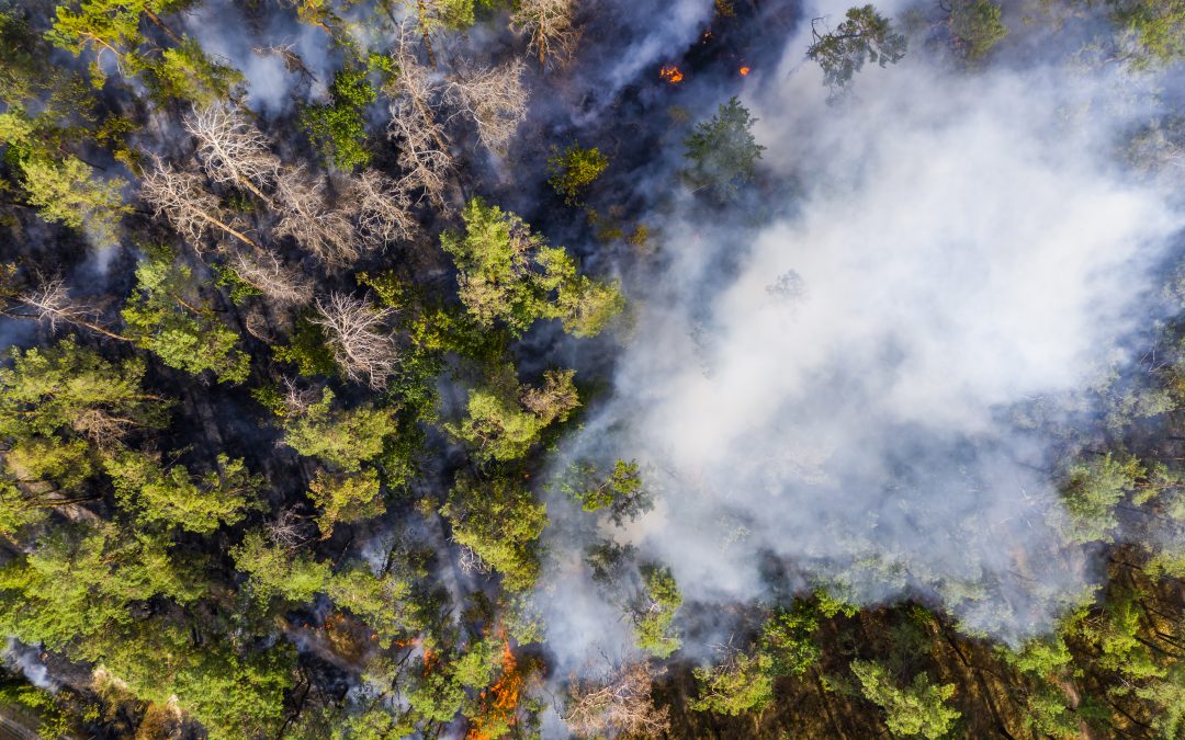 aerial view of wildfire in forest burning forest