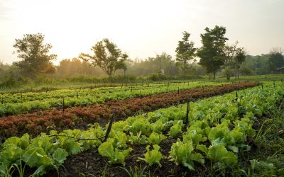 Sustainable Agriculture and Food Security